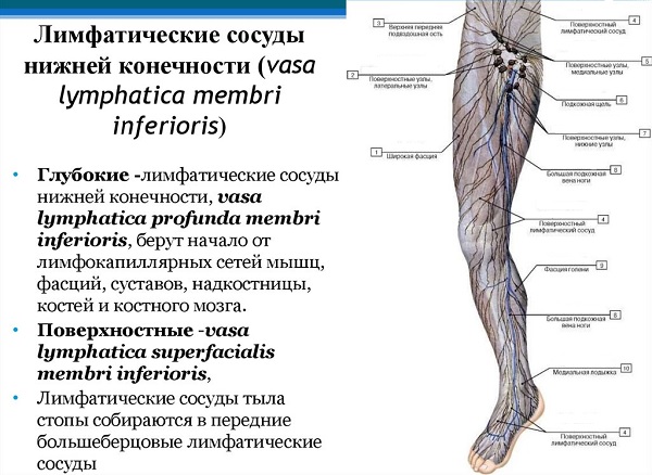 Лимфатическая система нижних конечностей